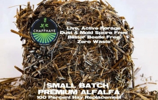 chaffhaye alfalfa