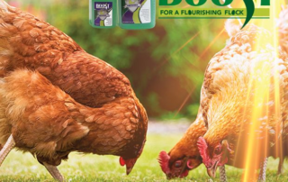 biozyme backyard boost defense flock strong chickens chick farm fresh eggs